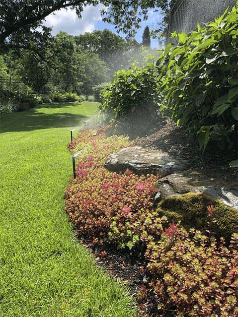 A garden with plants and rocks in the middle of it